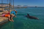 ילדים משחקים עם דולפין