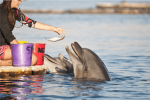 האכלה של דולפין
